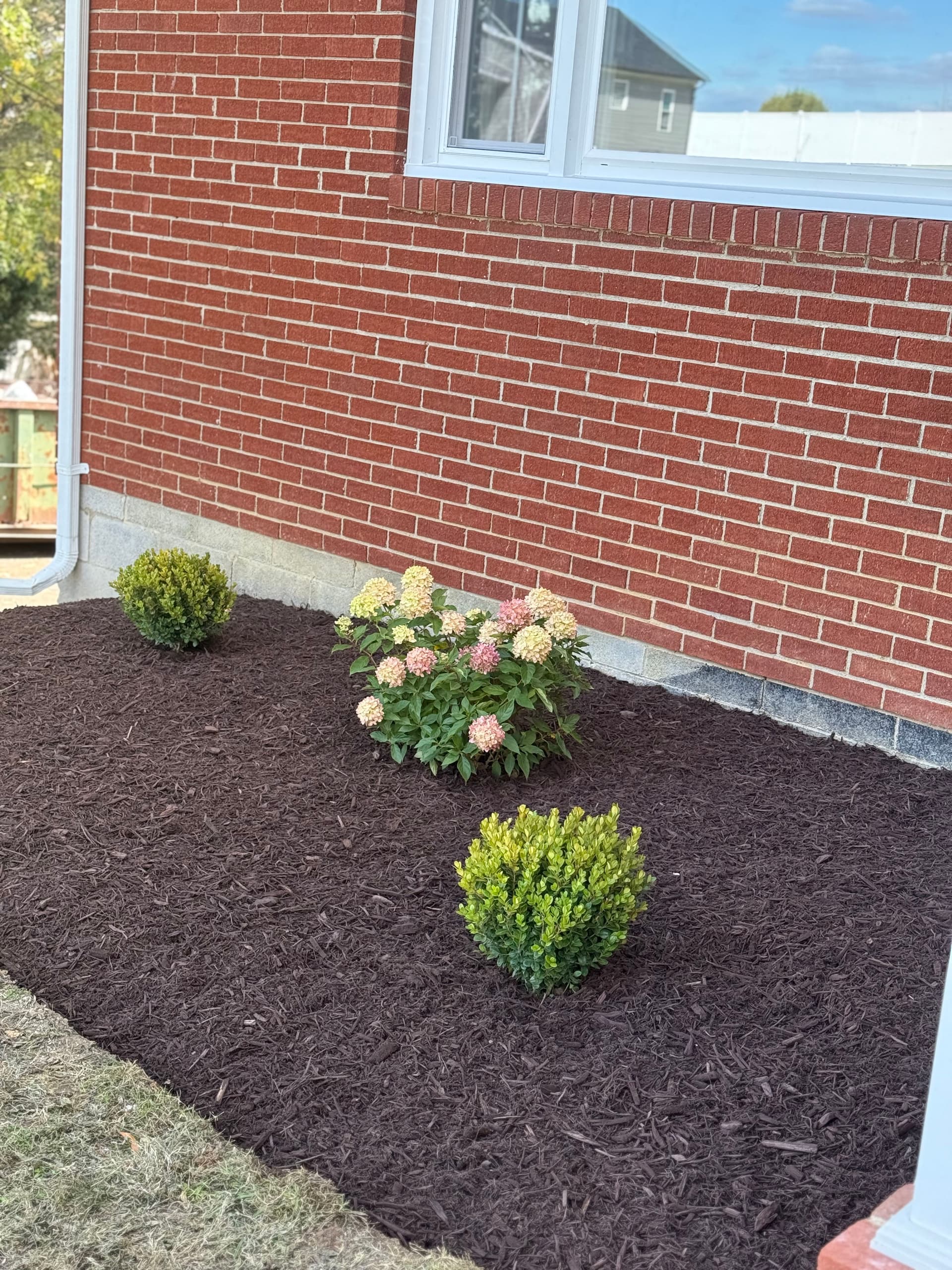 Gallery photos for Front Yard Makeover with Fresh Mulch and Vibrant Plants: Image #3